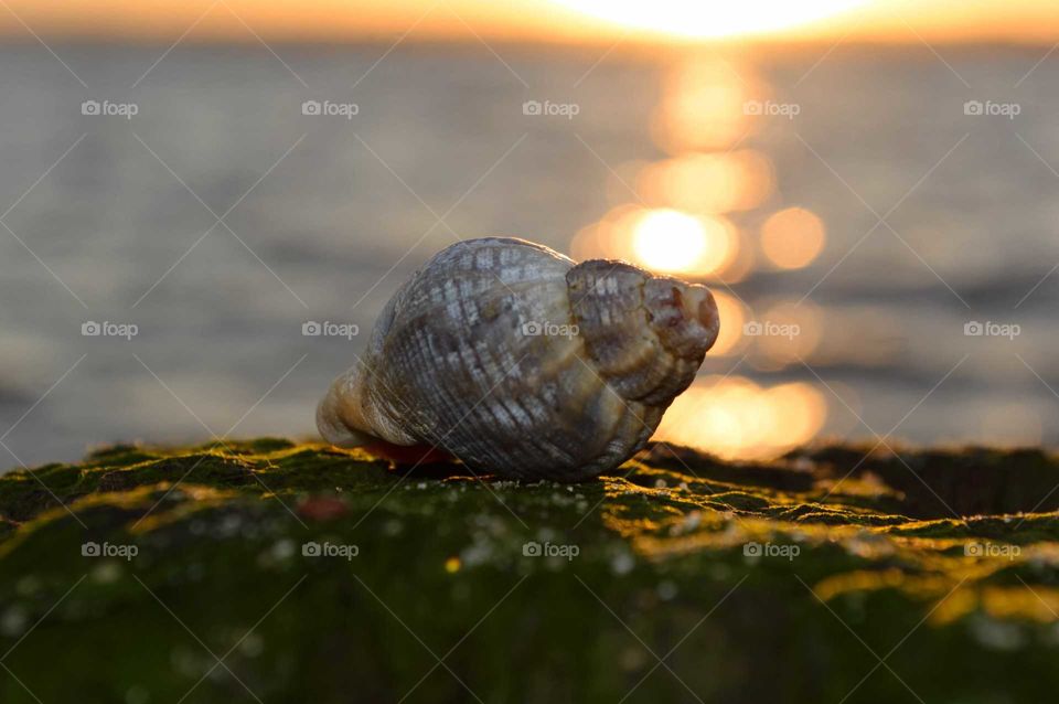 Seashell in the Sunset