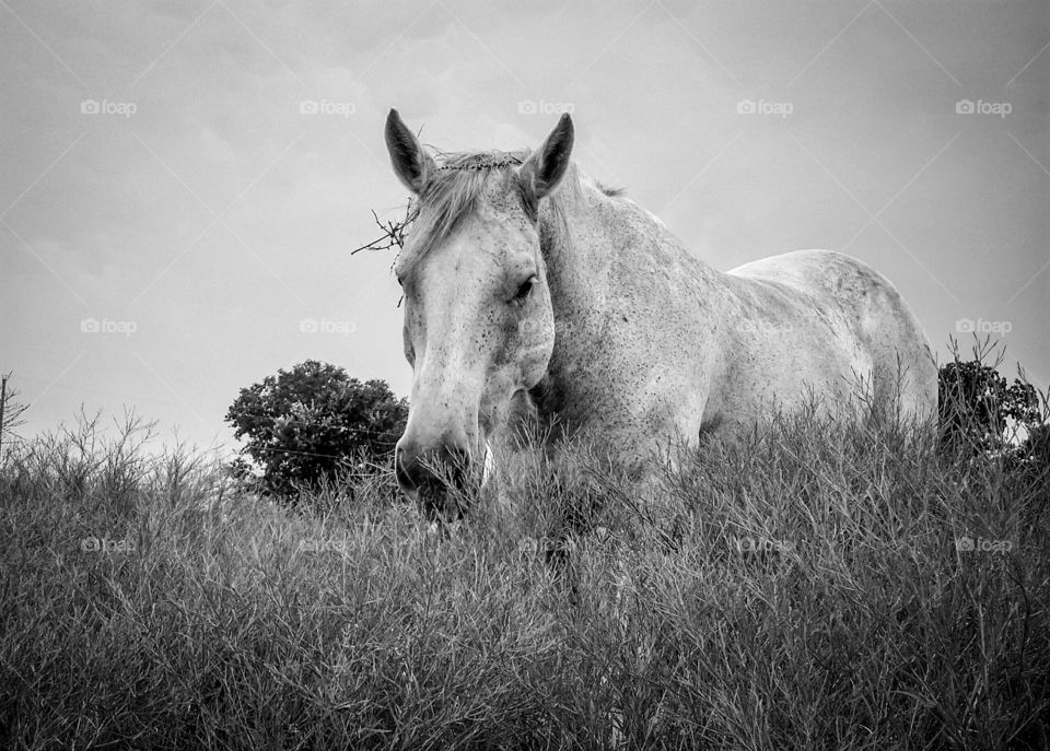 Gray Horse in Black and White