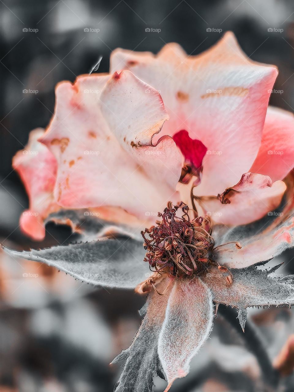 Autumn flowers