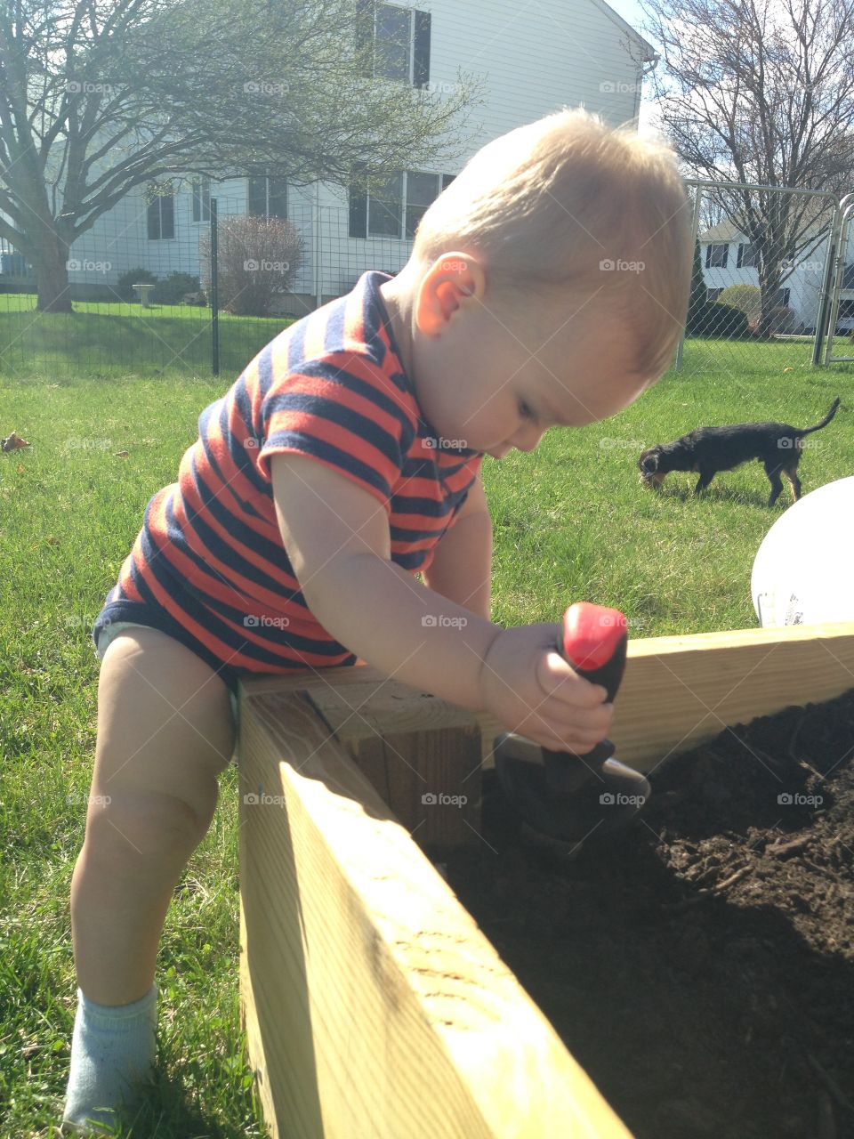 Young gardener. Boy prepares garden bed