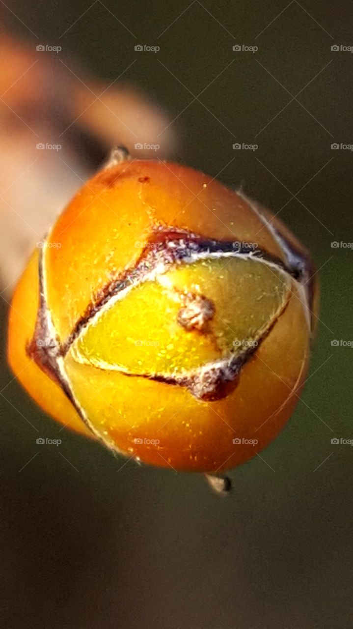 Bud of horse chestnut leaf.