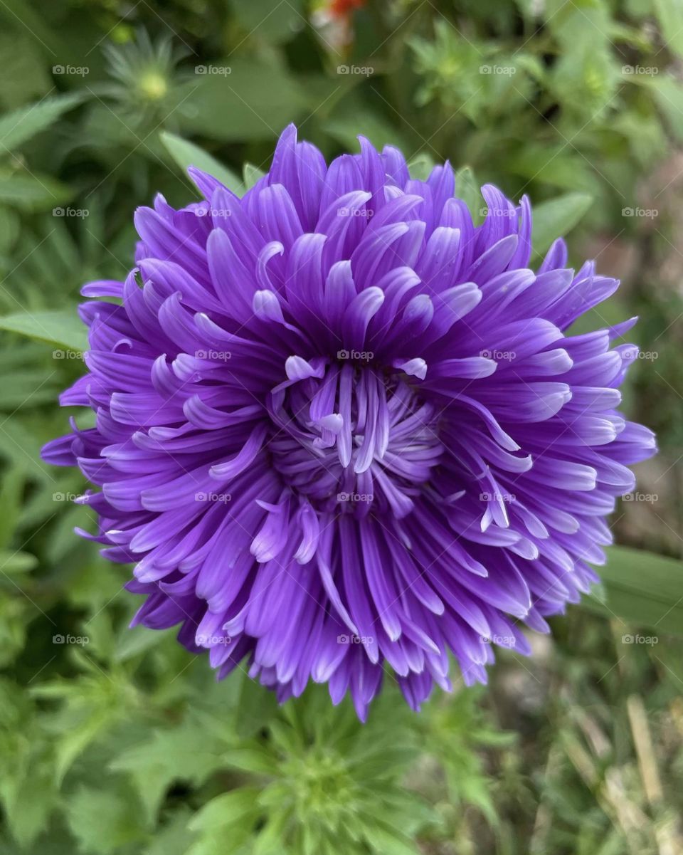 A piece of floral excellence 