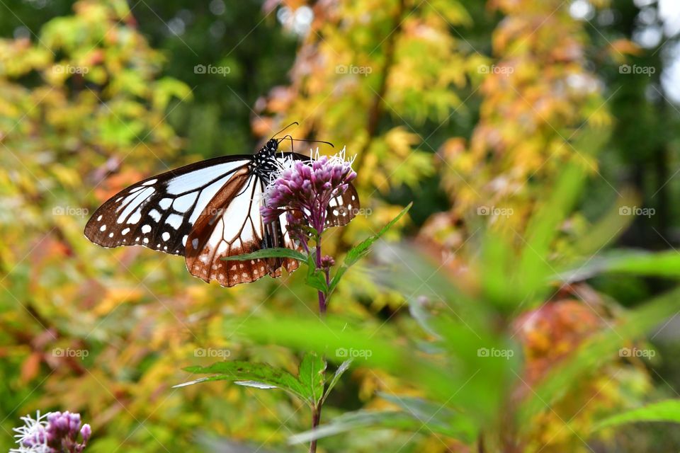 Beautiful butterfly