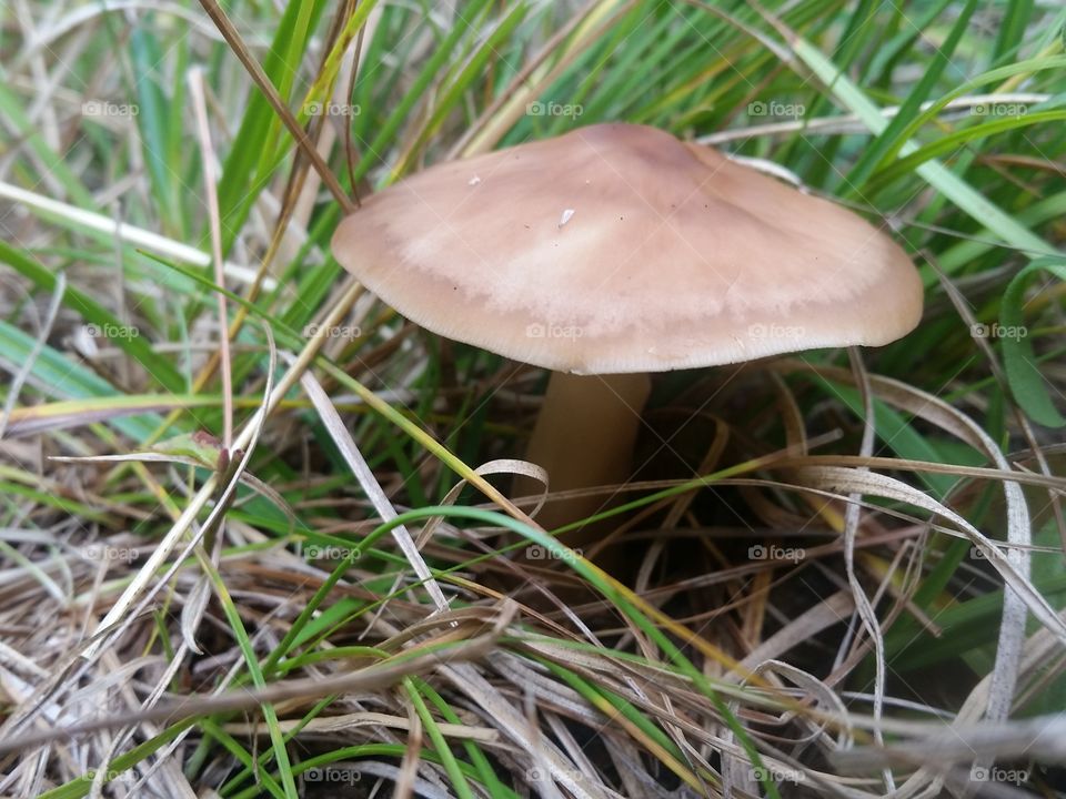 Mushroom