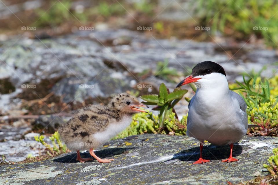 Close-up of seagull