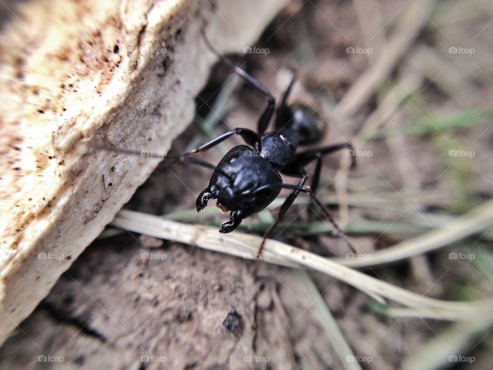 Macro closeup of an angry ant