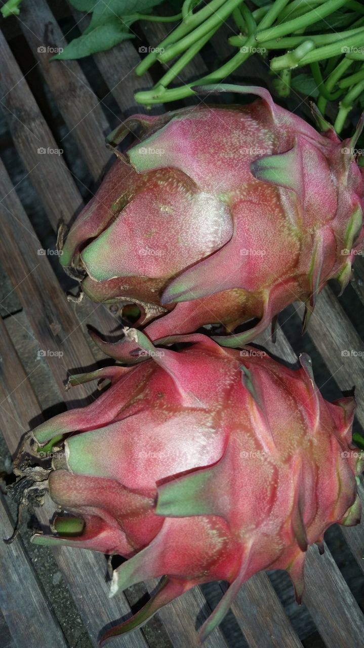 dragon fruit