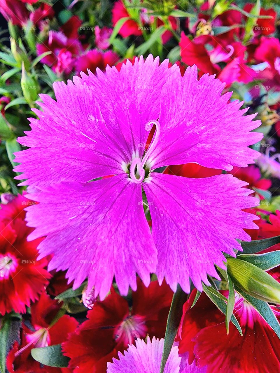 A hot pink flower in my garden has an intricate center piece and very delicate petals