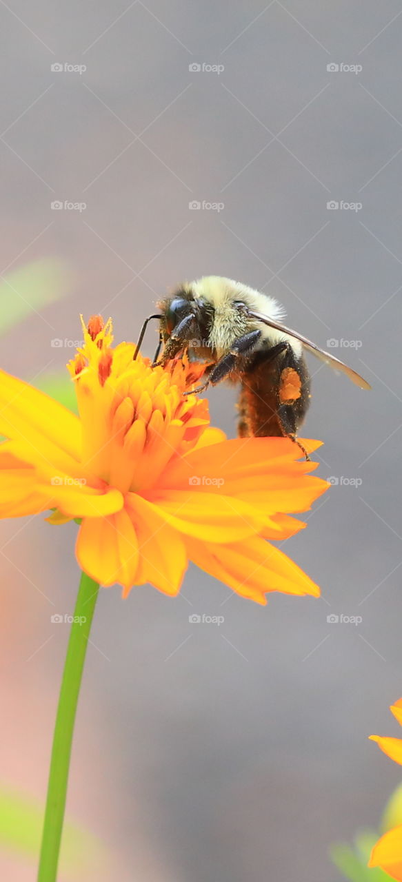 small bee pollinating yellow flower