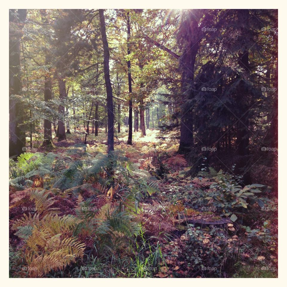 Walking in the forest