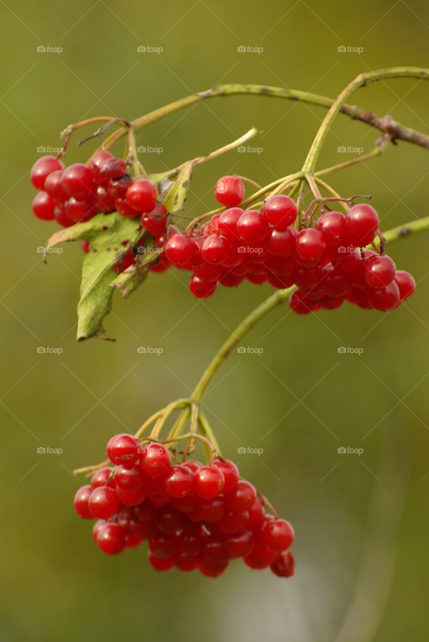 Berry growing on plant