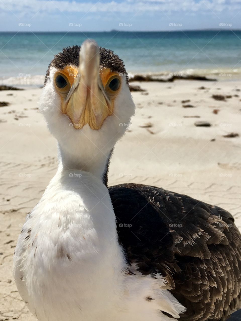 Front view young Cormorant sea bird closeup on beach