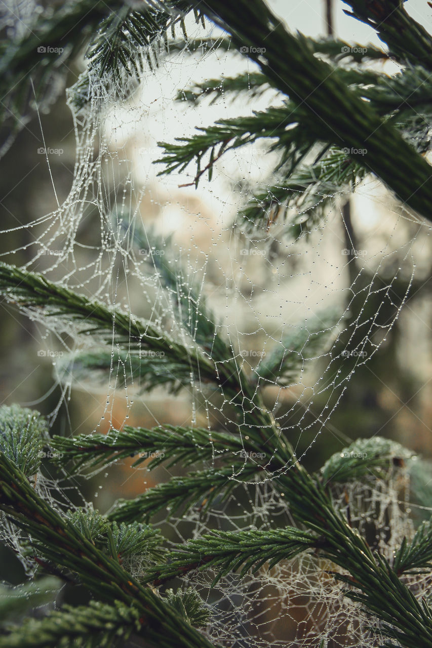 Spiderweb in misty morning 