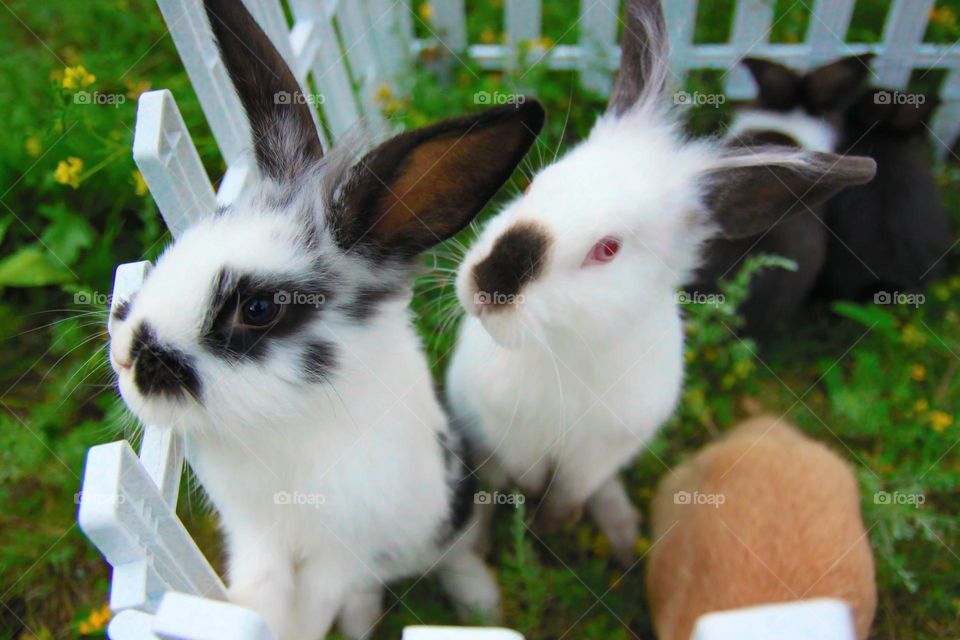 Beautiful cute rabbits