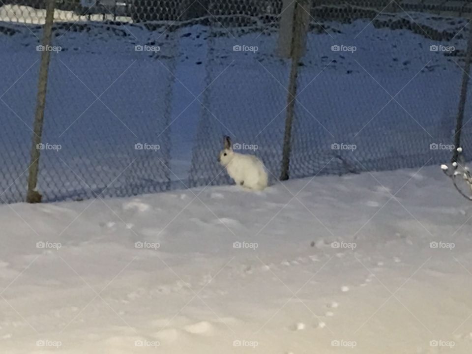 A snowshoe hare in front of a fence.