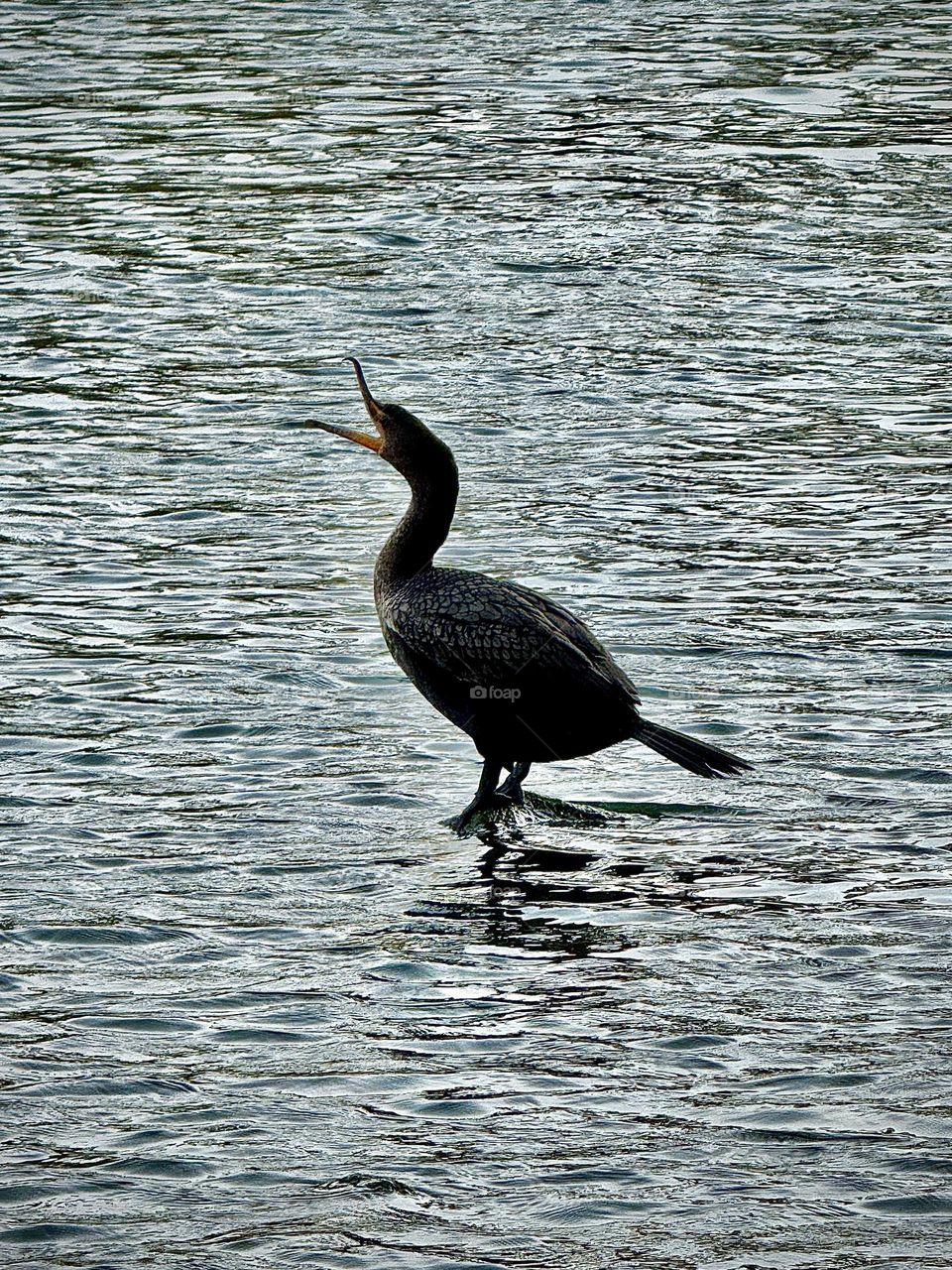 Double-crested Cormorant Call