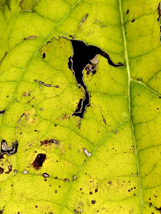 Leaf