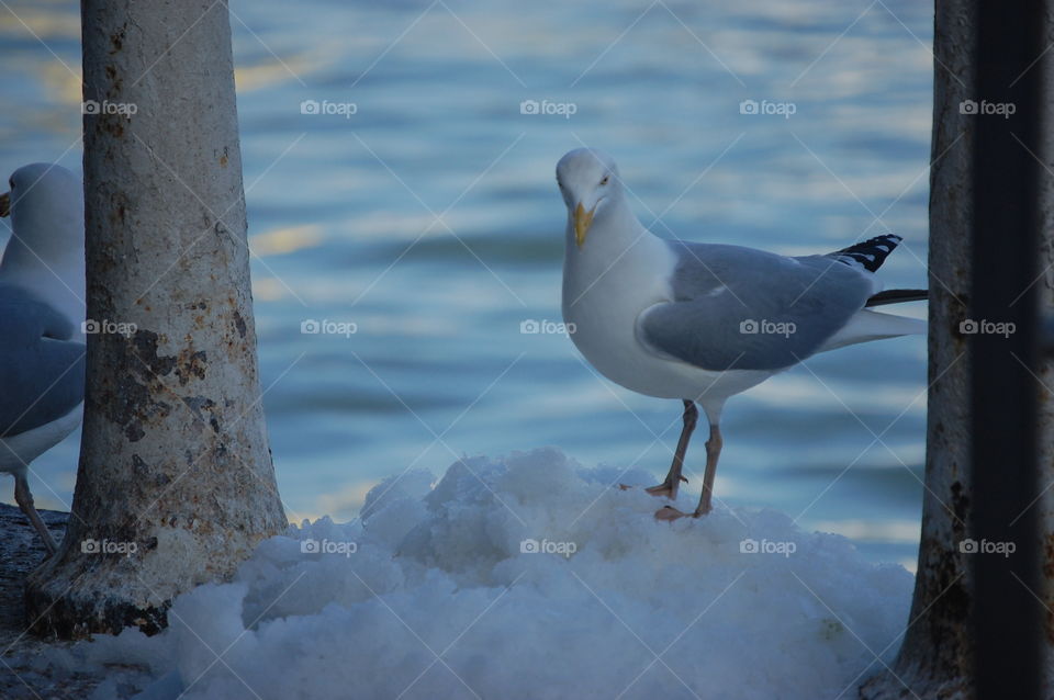 Seagull