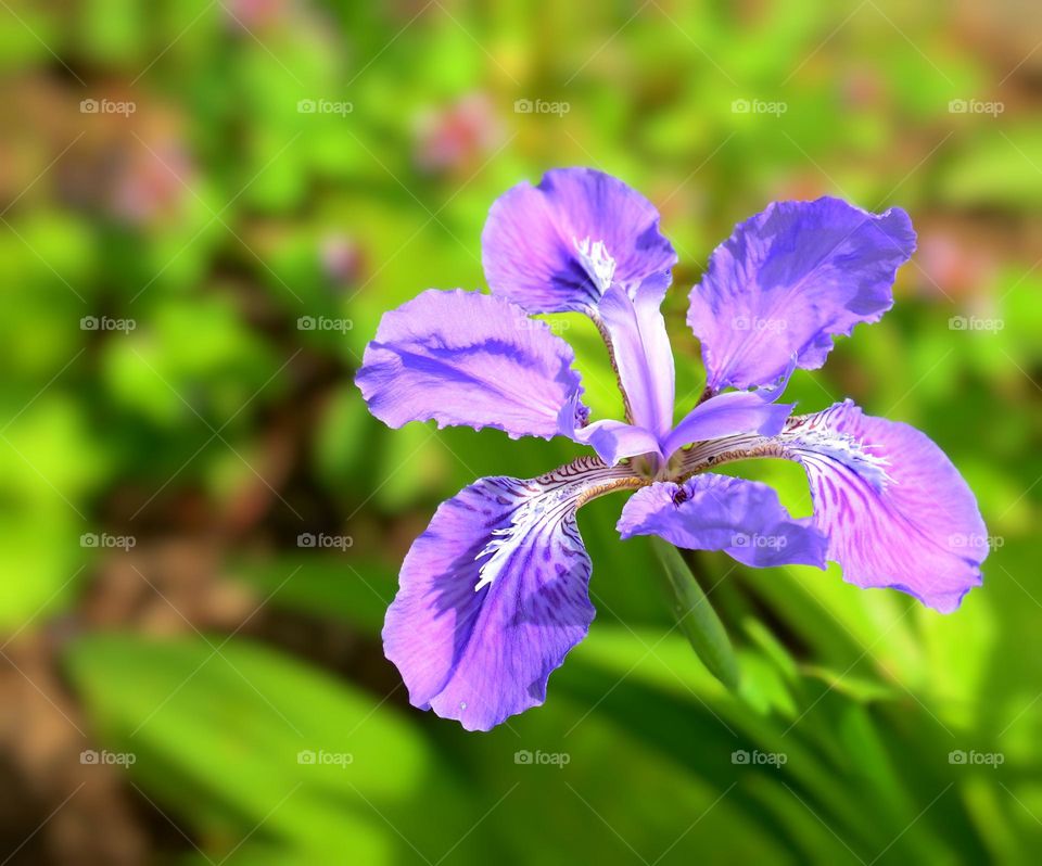 Iris flower