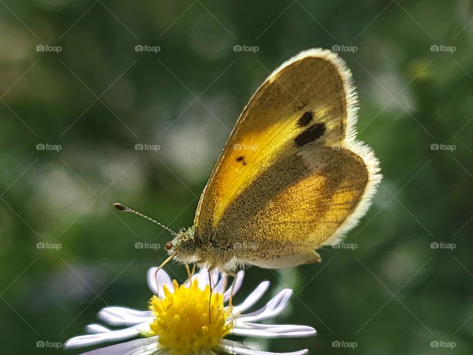 The beautiful little yellow dainty sulphur butterfly illuminated by the sun while feeding on a wild flower.  Also known as the dwarf yellow butterfly.  Scientific name:  Nathalis iole.