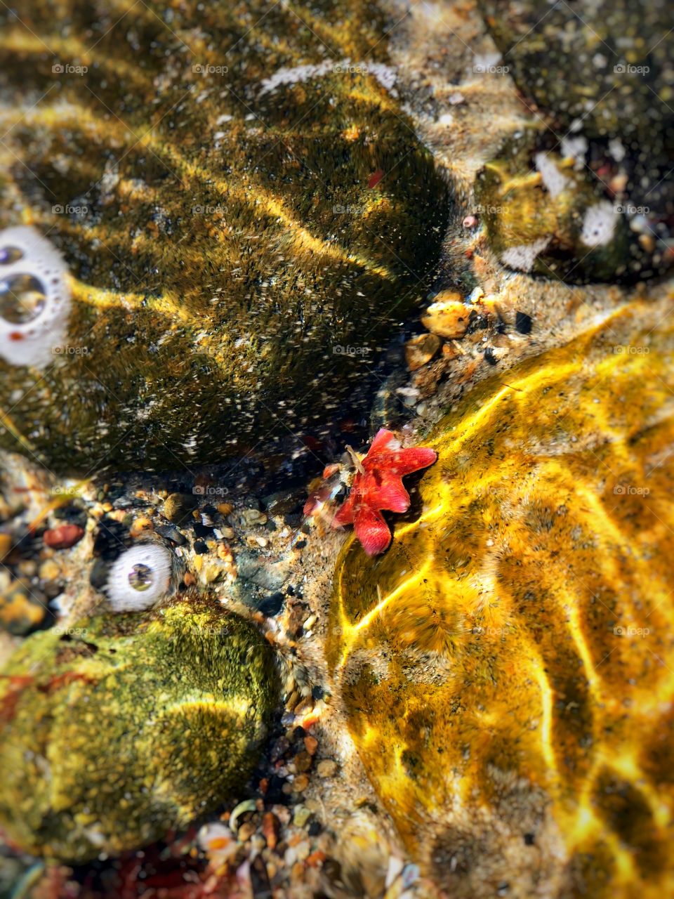 The Most Amazing Baby Star Fish! So Stunning in His Beautiful Natural Ocean Environment.