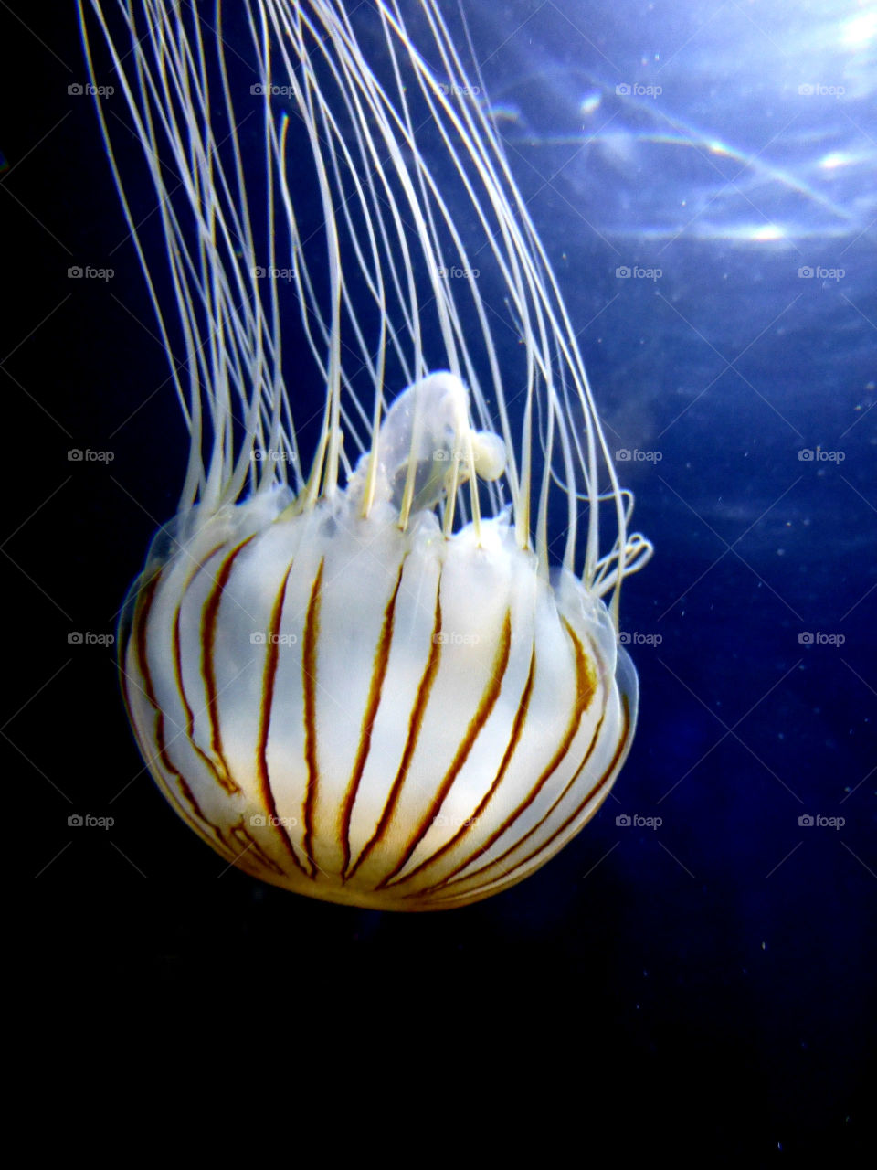 Jellyfish life!