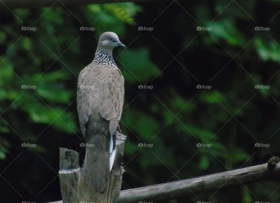 Spotted Dove . Dorsal side of the bird where's get to perch at the dryng bamboo for using lined the people land . They'reon three . A small colony (group) dove while their character may get until teen more .