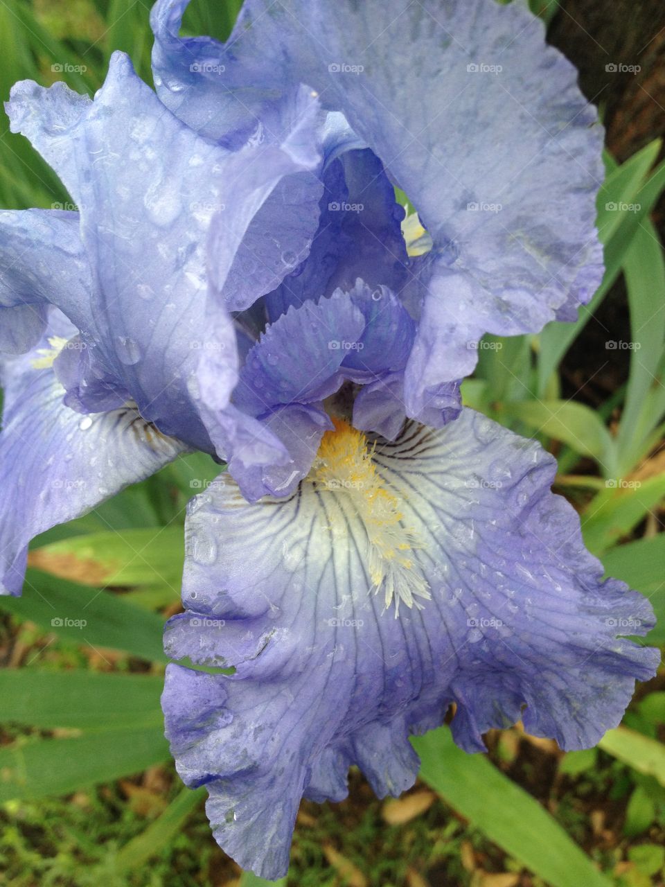 Iris. One of the many beautiful Irises from my garden. 