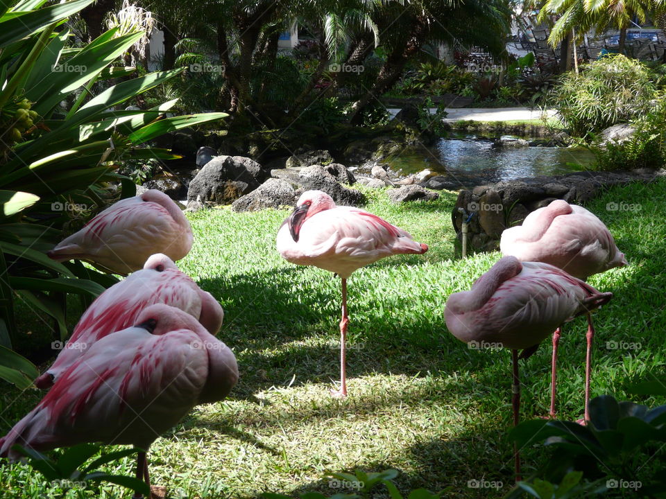 Hawaiian Flamingos