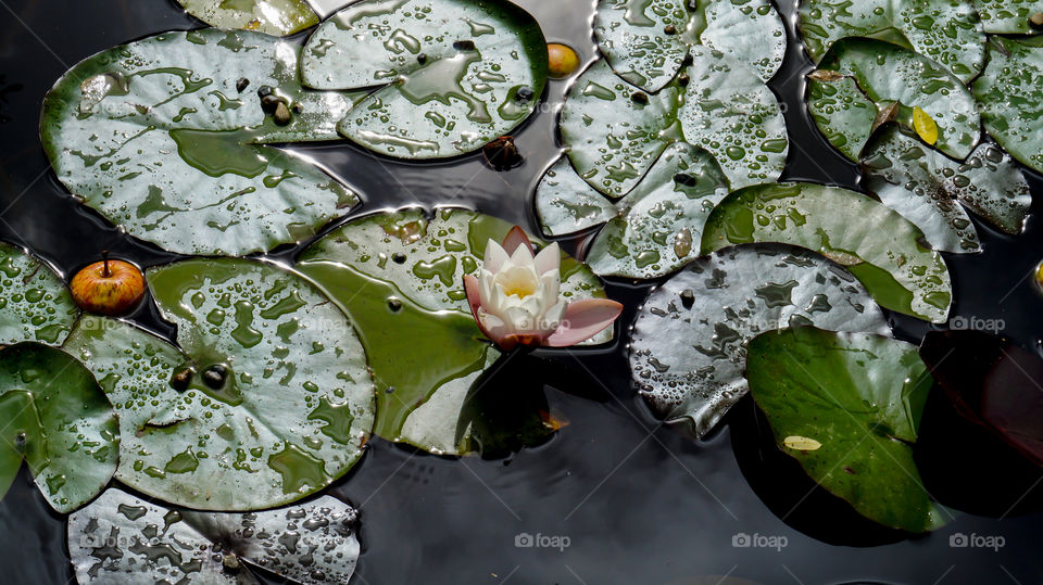 Irish lily pond