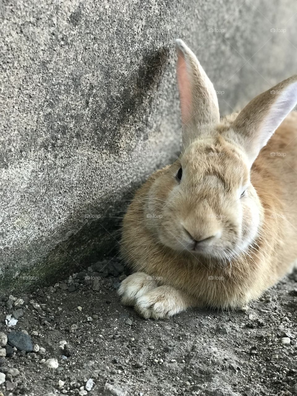 Beautiful brown bunny 