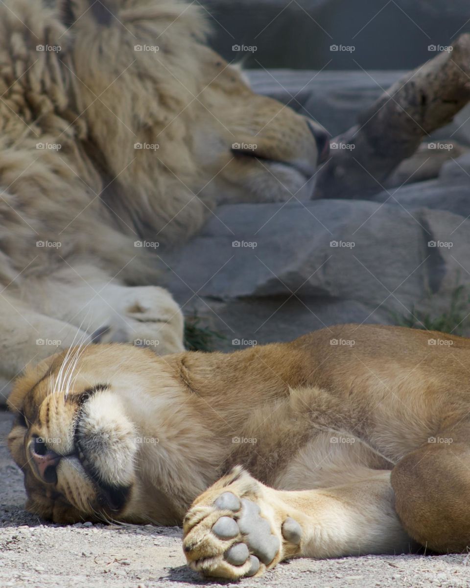 Lioness having happy dreams