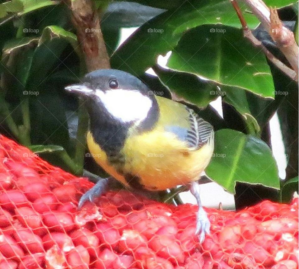 black tit