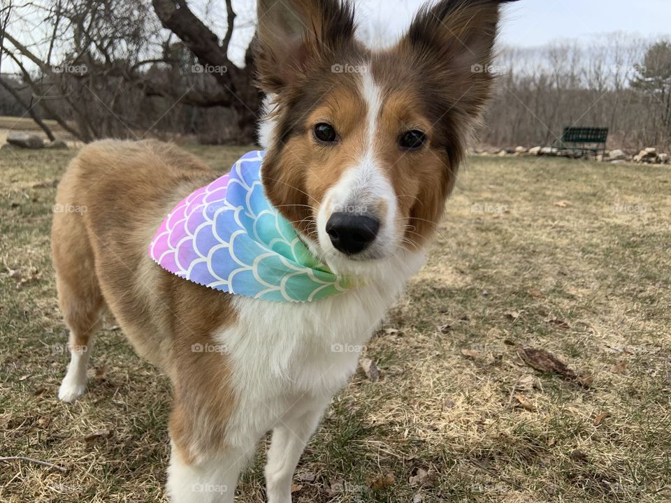 My dog being adorable