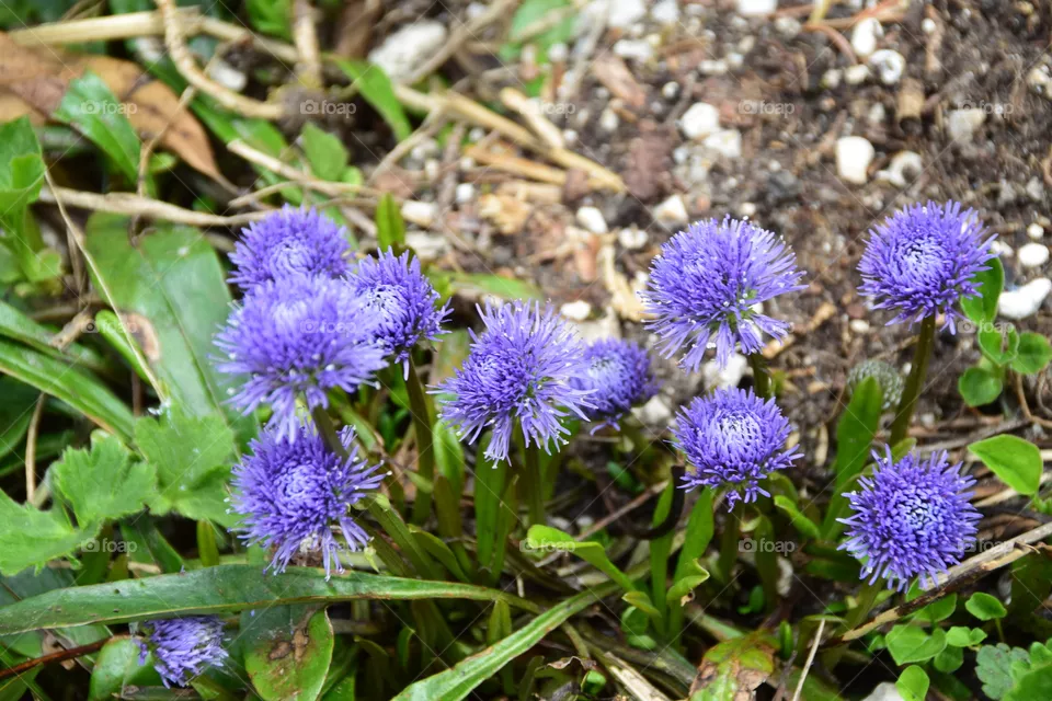 Wiesenblumen
