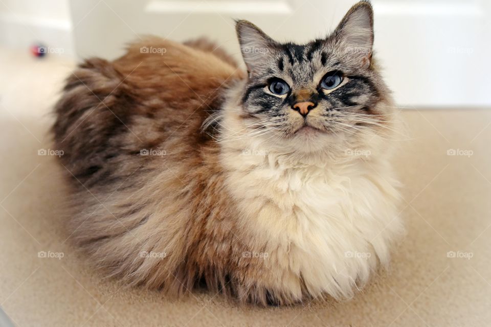 fluffy longhaired Ragdoll cat.