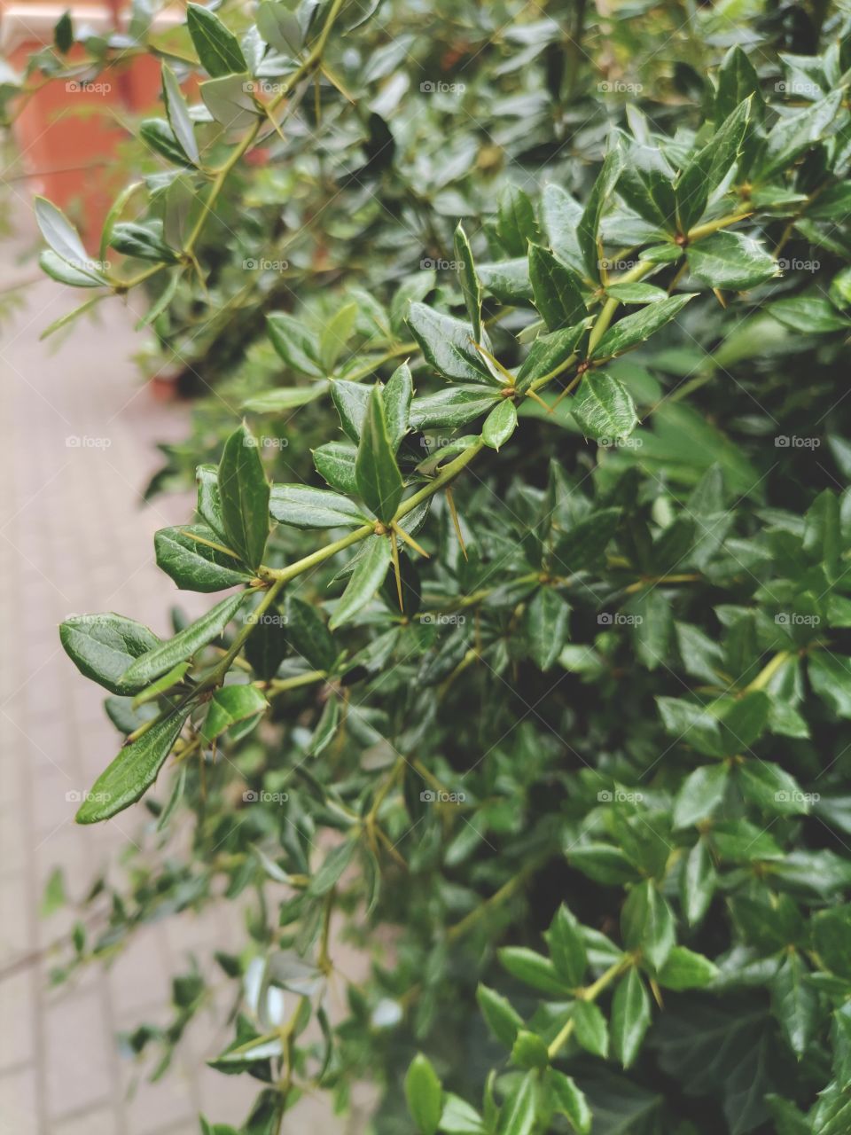 ◐  🌿  Close Up View Of Green Leaves Berberis Julianae
◐  💚  Beautiful Natural Wallpaper or Background