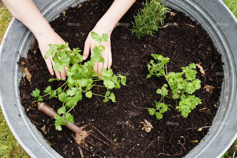 A person planting parsley plant