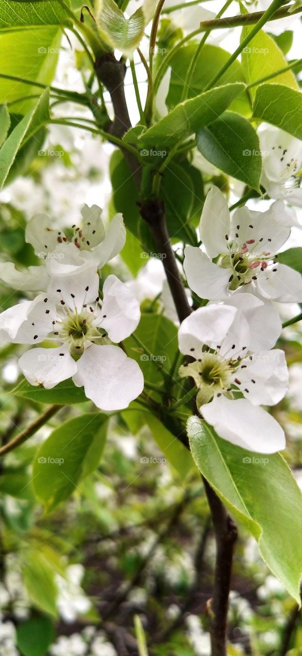 Spring Mood , Blooming apple tree