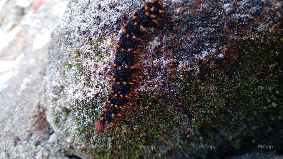 Caterpillars crawling on a mossy rock.
