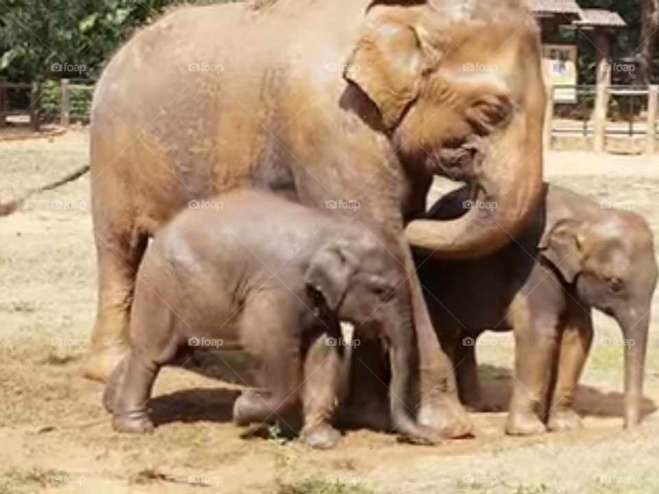 Sri Lankan Twin Elephant Cubs