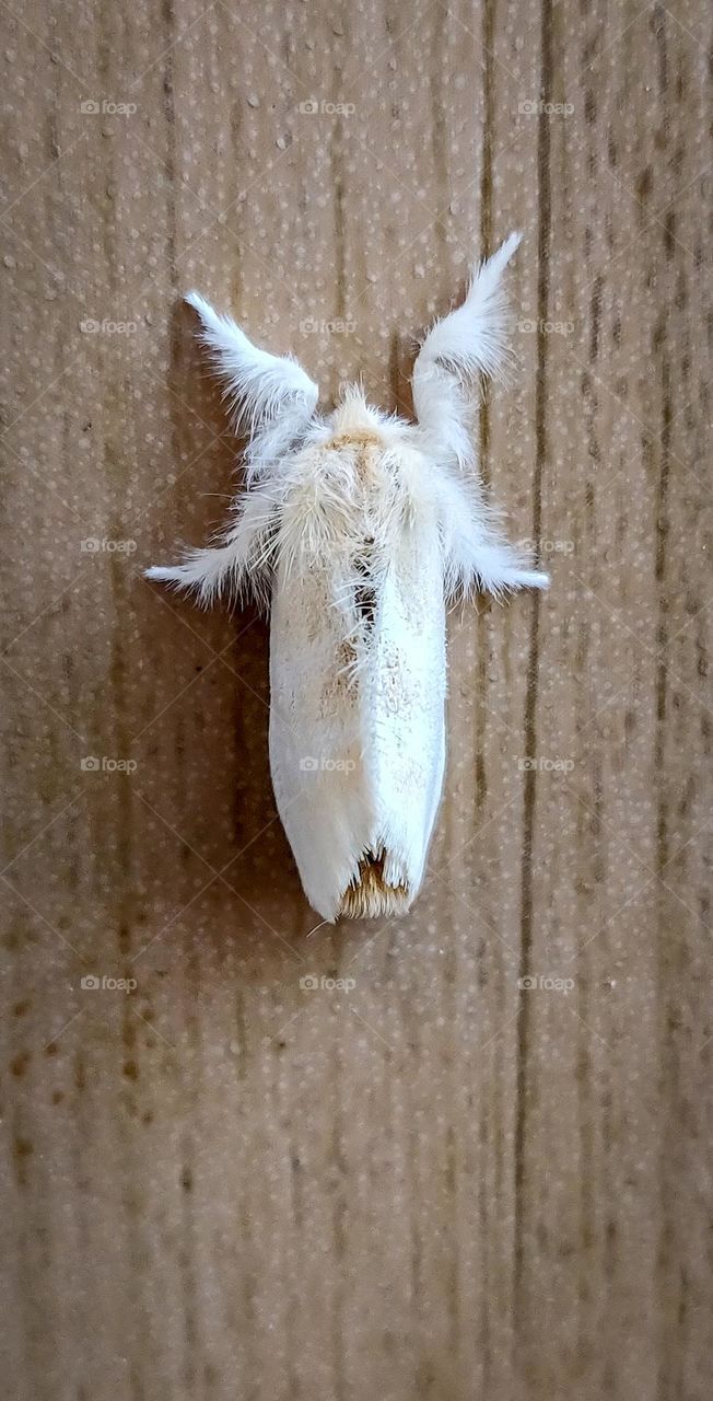 Brown tail moth