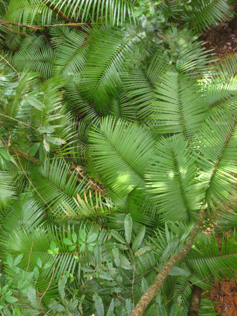 forest floor fern tropical by Ros