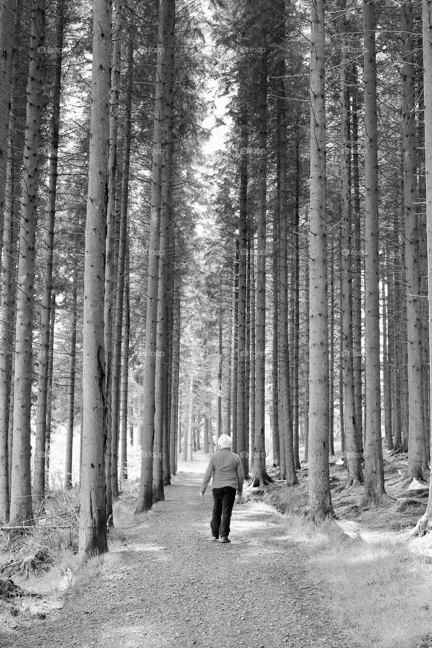 Woman walking through the avenue of tall trees enjoying the peace and tranquillity of the forest