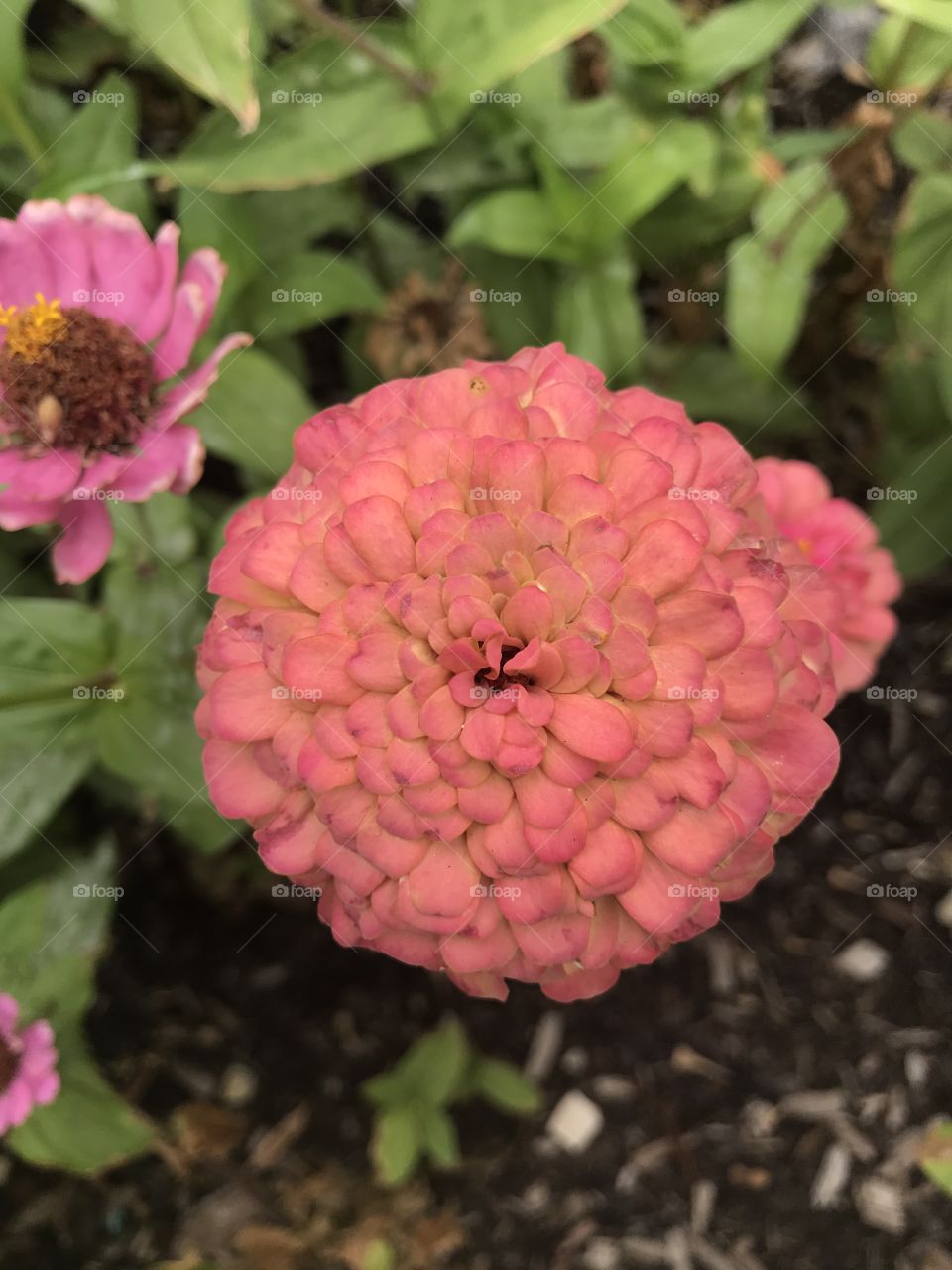 The top of a beautifully pigmented flower. Mainly blush toned petals, however you are able to see that the inner most part of the petals are a light yellow tone. 