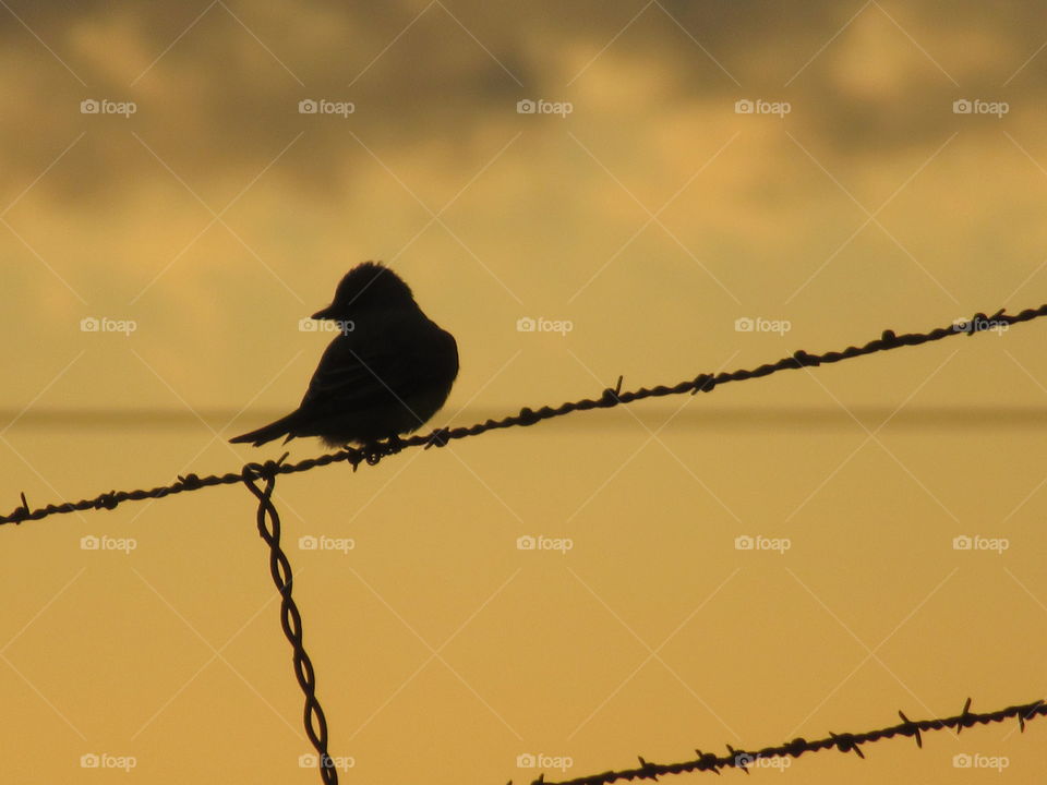 Bird on a wire