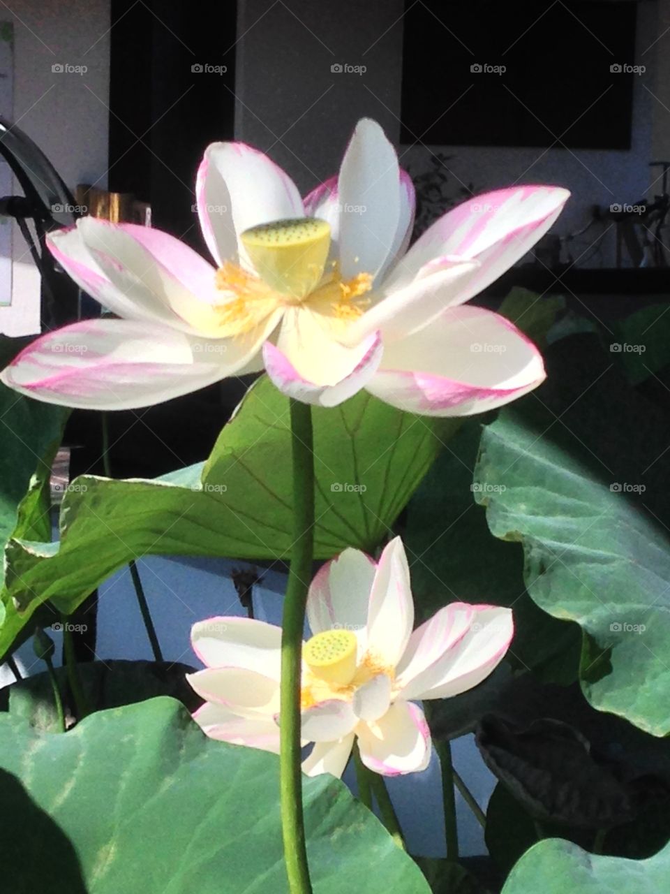 Lotus water lily flowers blooming in pond