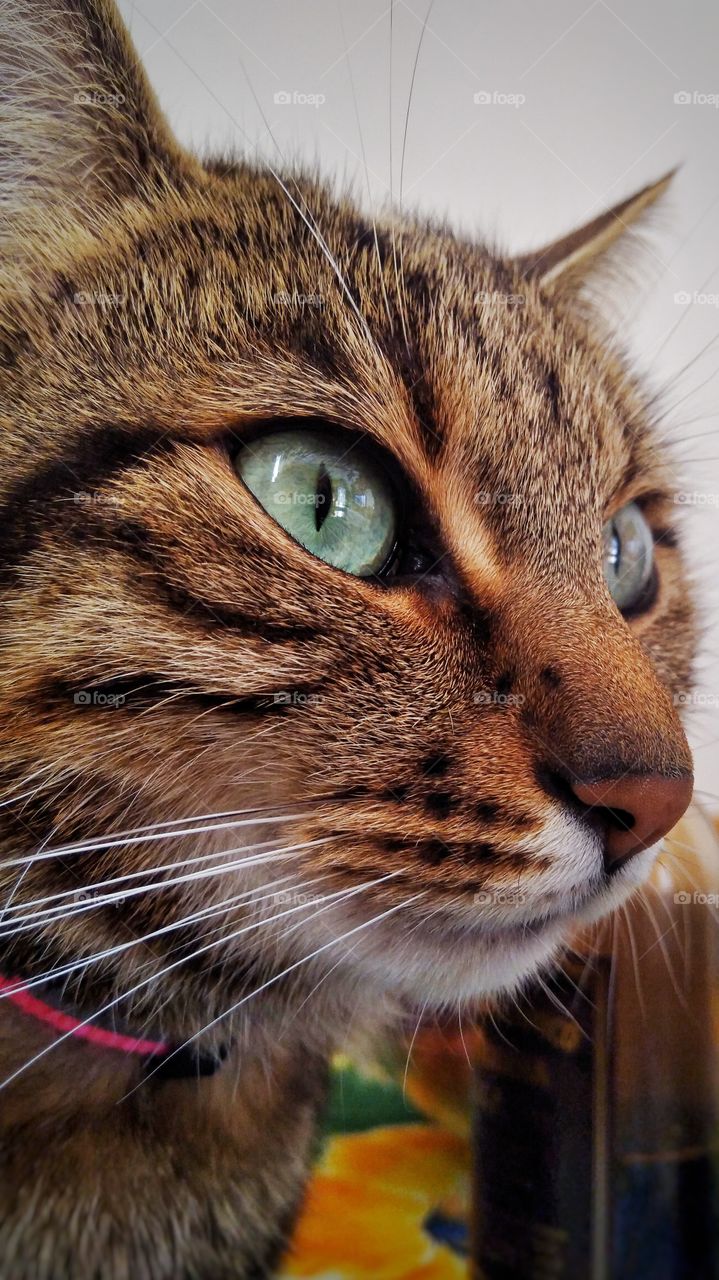 Green eyes, my cat