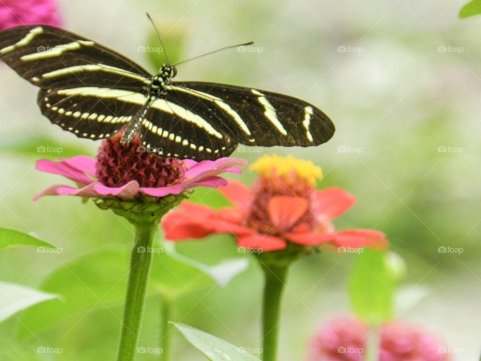 Butterfly, Nature, Insect, Summer, Outdoors