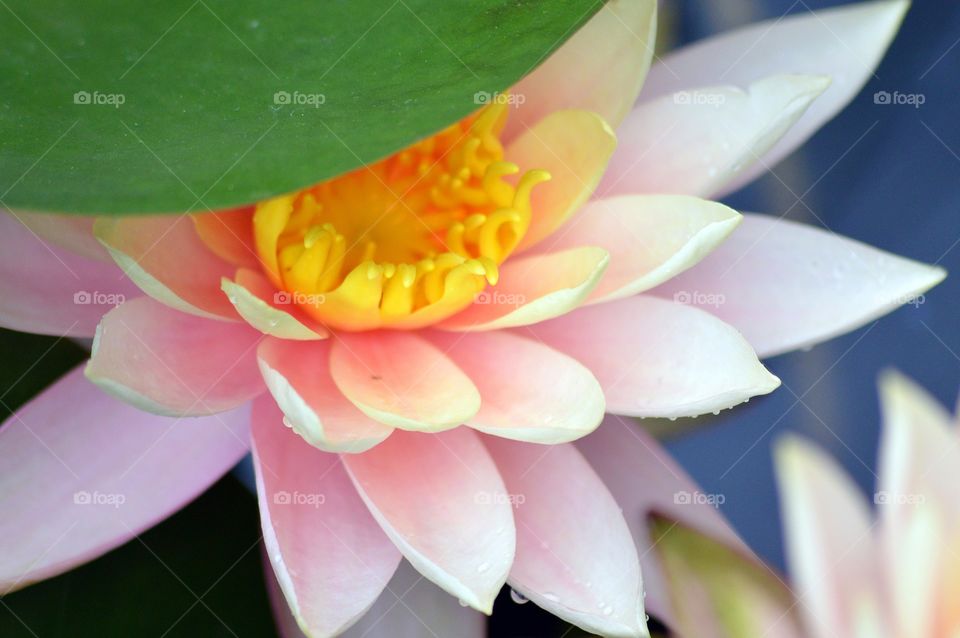 lotus